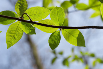 Fototapeta premium green spring leabes macro on blue sky backgrtound backlit