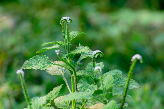 Alacransillo, Eye Bright, Indian Heliotrope, Indian Turnsole, Turnsole, Heliotropium indicum