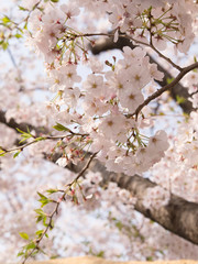 桜と空