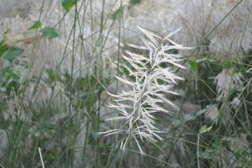 kaas flower