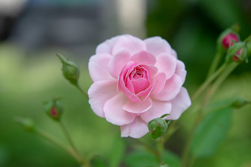 Close up pink of Damask Rose flower