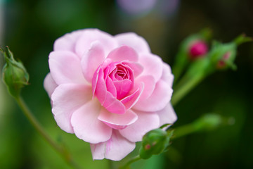 Close up pink of Damask Rose flower