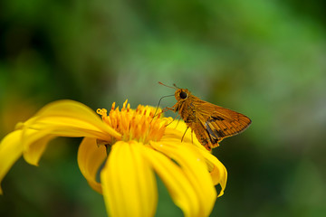 Yellow Mexican sunflower