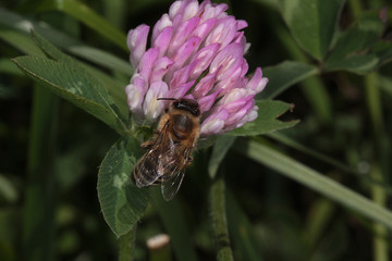 Honeybee on flower of red clover (Trifolium pratense L.)