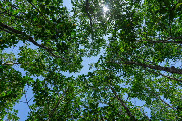 Fototapeta na wymiar Mangrove forest trail