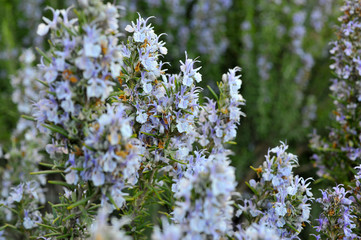 Obraz premium Field of beautiful Rosemary in full bloom. Gardening. Herbes de Provence.