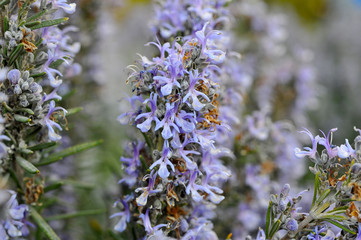 Field of beautiful Rosemary in full bloom. Gardening. Herbes de Provence.