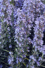 Field of beautiful Rosemary in full bloom. Gardening. Herbes de Provence.