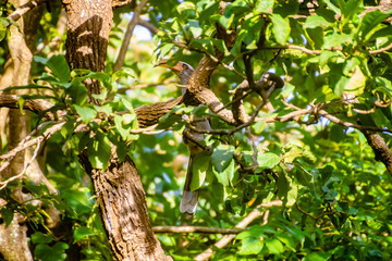Indian grey hornbill