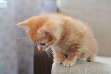 The little red kitten plays on the armchair, looks down. Beige and orange color