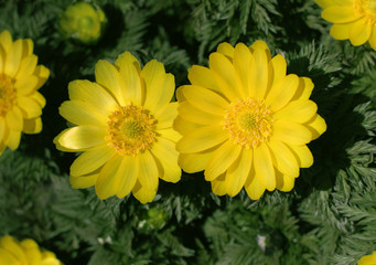 yellow flower
