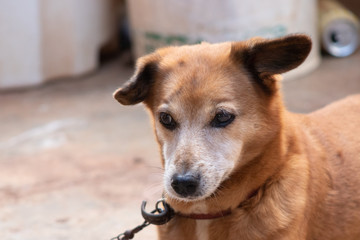 velho cão com olhar triste