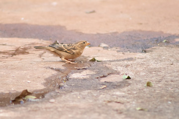pequena ave pássaro pardal marrom