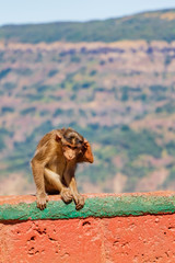 grooming monkey