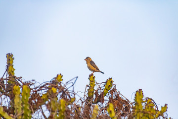 sparrow