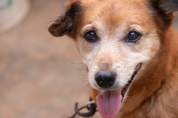 velho cão com olhar triste