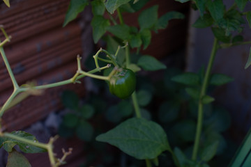 fruta romã e pimenteira verde