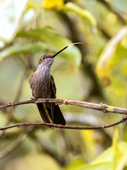 Colibrí © Dario