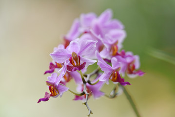 purple orchid flower with pistils of red and yellow