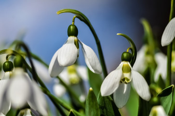 Snowdrop or common snowdrop (Galanthus nivalis) flowers. White flowers against the blue sky with clouds. selective focus.