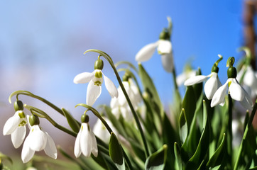 Snowdrop or common snowdrop (Galanthus nivalis) flowers. White flowers against the blue sky with clouds. selective focus.