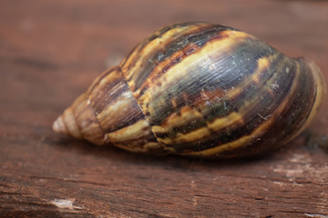 concha de crustáceo caramujo caracol