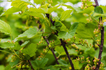 not ripe berries of black currant