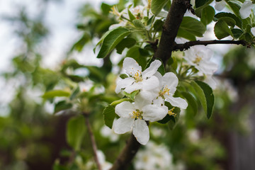 Apple tree blooms in spring