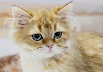 Fototapeta premium Scottish Shorthair (Scottish straight) cat. Scottish breed with straight ears is also called Scottish straight. These tiny furry creatures with protruding ears, coming from the cold Scotland, will enc