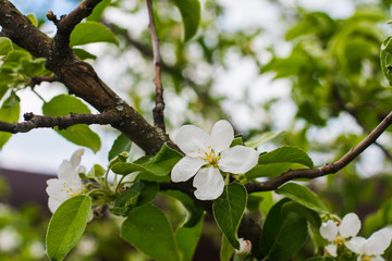 Apple tree blooms in spring