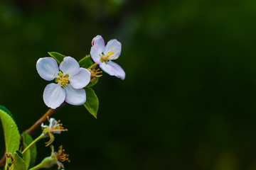 Apple tree blooms in spring