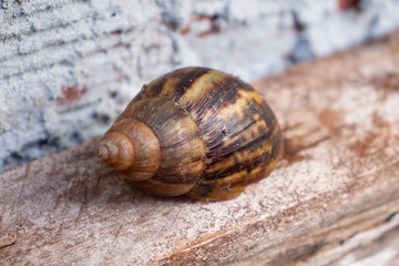 concha de crustáceo caramujo caracol