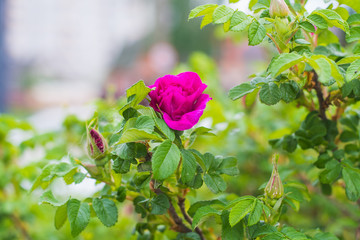 Fototapete bei efototapeten.de bestellen   