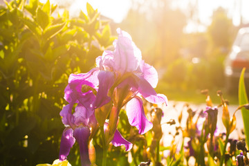 Fototapete bei efototapeten.de bestellen   