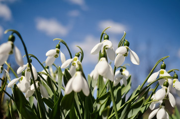 Snowdrop or common snowdrop (Galanthus nivalis) flowers. White flowers against the blue sky with clouds. selective focus.