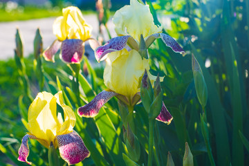 Fototapete bei efototapeten.de bestellen   