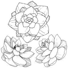 Fototapeta premium Vector Succulents floral botanical flower. Black and white engraved ink art. Isolated succulents illustration element.