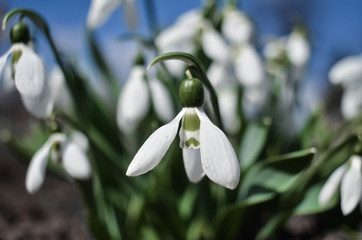 Fototapeta premium Snowdrop or common snowdrop (Galanthus nivalis) flowers. White flowers against the blue sky with clouds. selective focus.