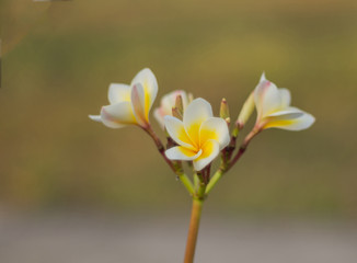 frangipan flower