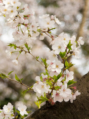 桜と葉