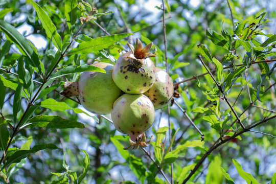 Fruta Romã E Pimenteira Verde