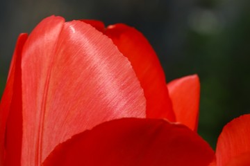 rote Tulpe