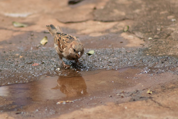 pequena ave pássaro pardal marrom