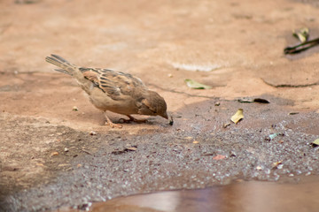 pequena ave pássaro pardal marrom