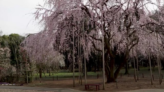 Circle Around sakura flower Tree