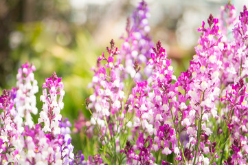 姫金魚草 Linaria