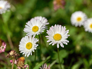 Fototapeta premium macro of three daisy flower in field