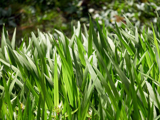 Field of grass close up