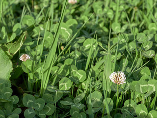Grass field with glover
