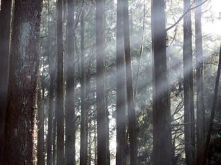 Rays of Light passing through trees in forest in light misty conditions